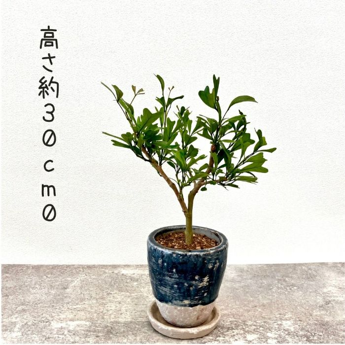 観葉植物現品販売