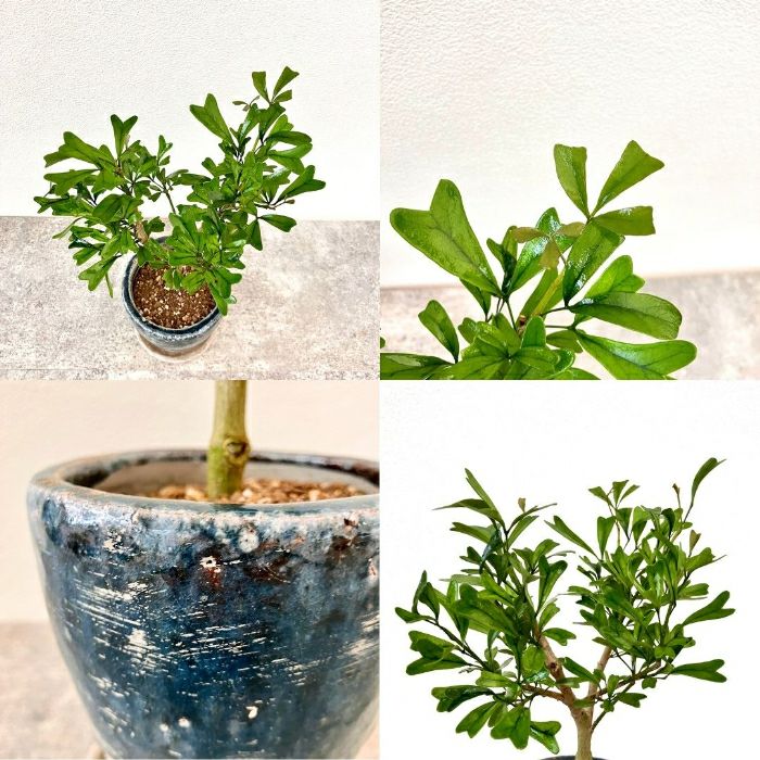 観葉植物現品販売