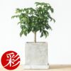 観葉植物 シェフレラ コンパクタ スモールグリーン ストーンキューブポット インテリア ミニ観葉植物 卓上 開店祝い 移転祝い お祝い 新築祝い 室内 オフィス ギフト プレゼント 母の日