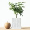 観葉植物 シェフレラ コンパクタ スモールグリーン ストーンキューブポット インテリア ミニ観葉植物 卓上 開店祝い 移転祝い お祝い 新築祝い 室内 オフィス ギフト プレゼント 母の日