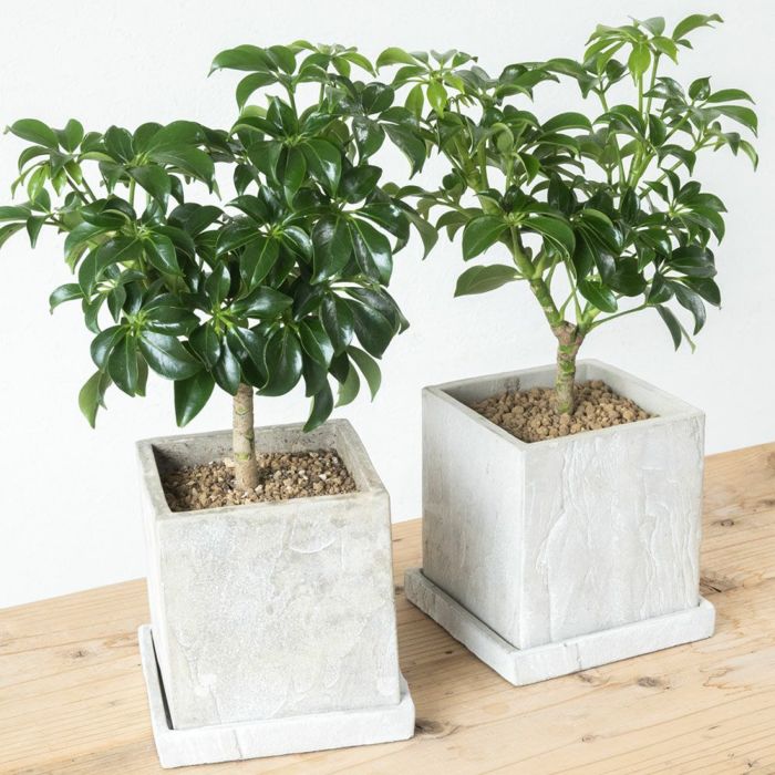 観葉植物 シェフレラ コンパクタ スモールグリーン ストーンキューブポット インテリア ミニ観葉植物 卓上 開店祝い 移転祝い お祝い 新築祝い 室内 オフィス ギフト プレゼント 母の日