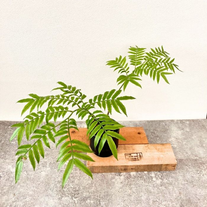 観葉植物現品販売