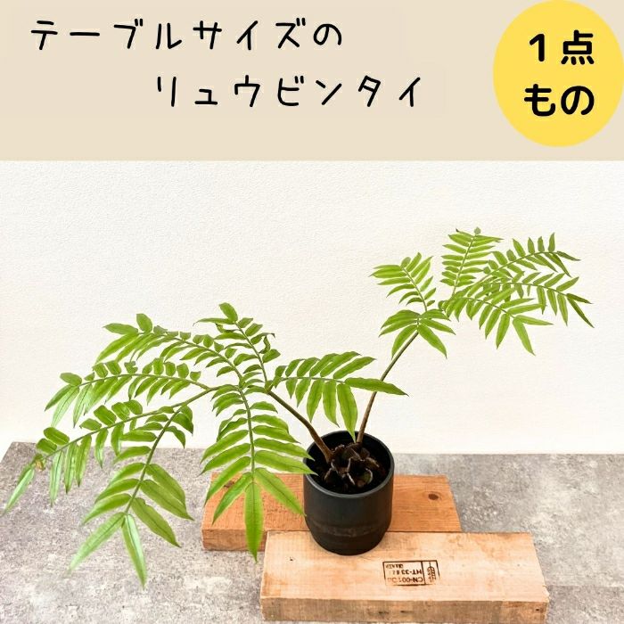 観葉植物現品販売