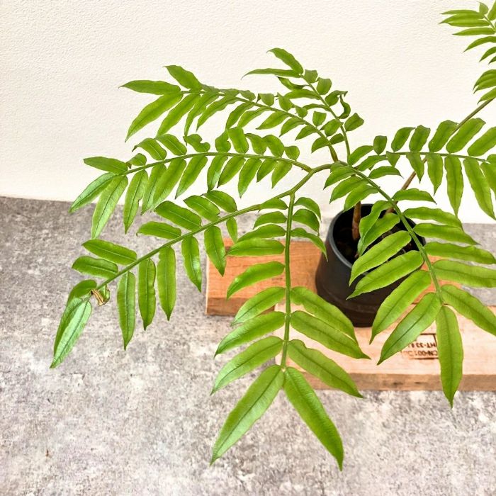 観葉植物現品販売
