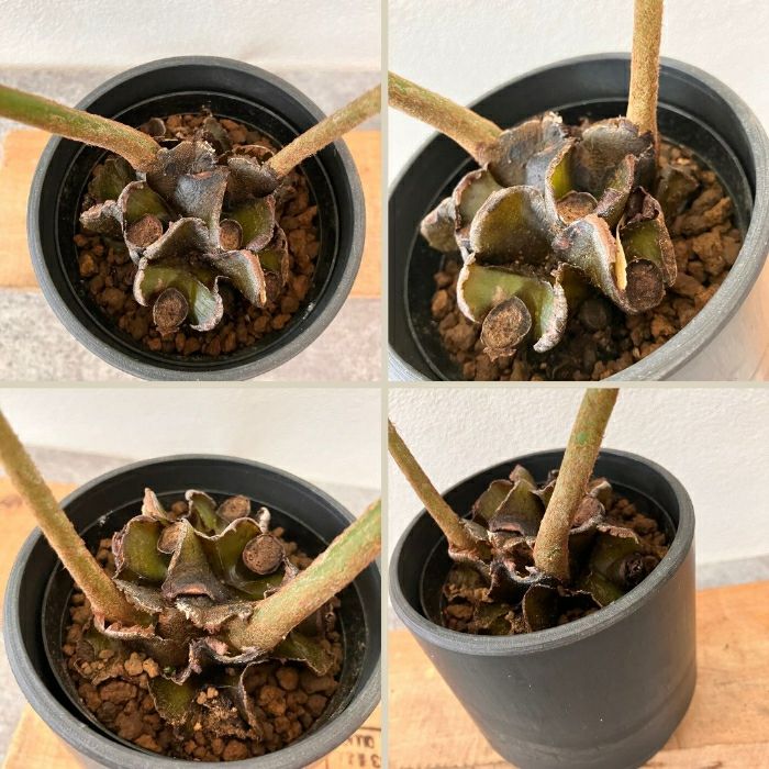 観葉植物現品販売