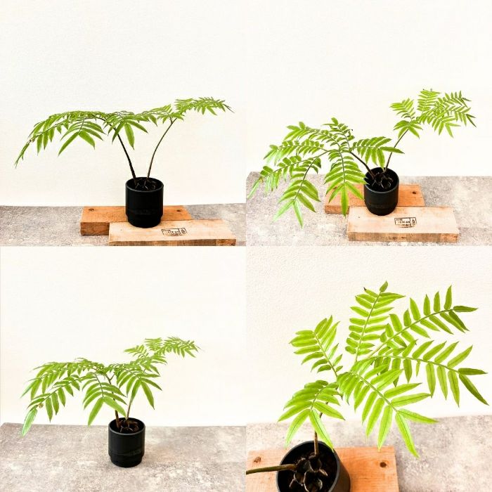 観葉植物現品販売