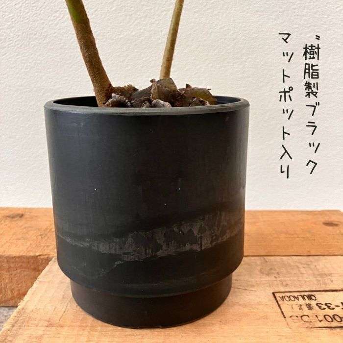 観葉植物現品販売