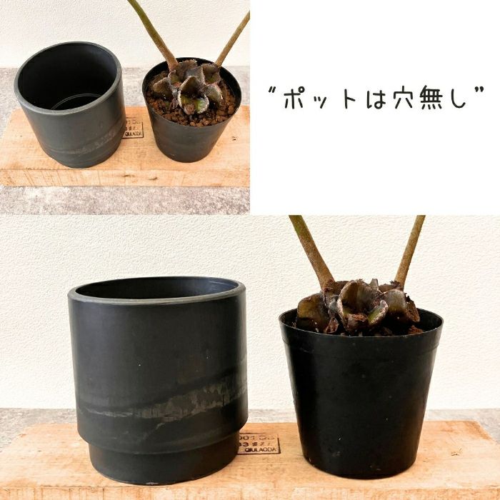 観葉植物現品販売