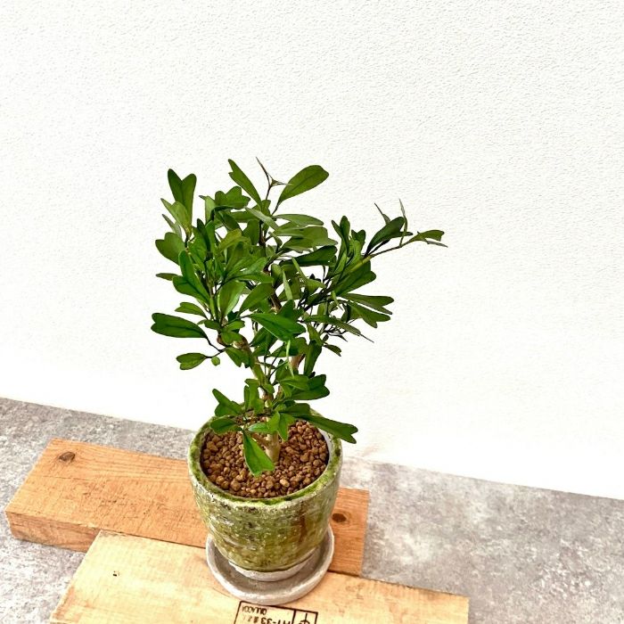 観葉植物現品販売