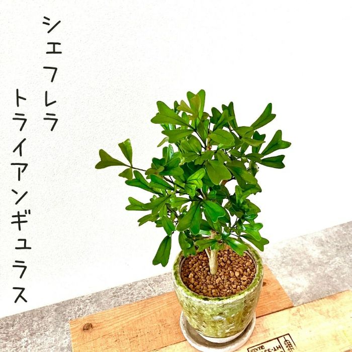 観葉植物現品販売