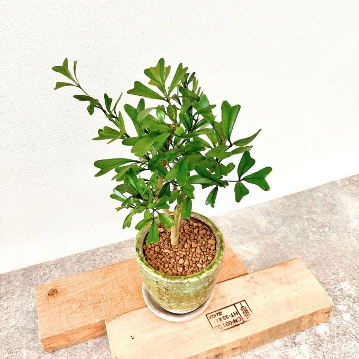 観葉植物現品販売