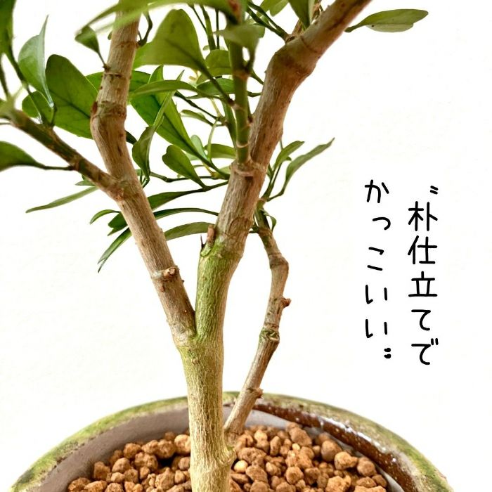 観葉植物現品販売