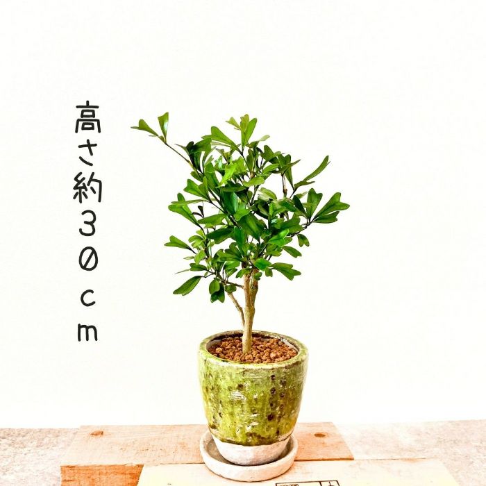 観葉植物現品販売
