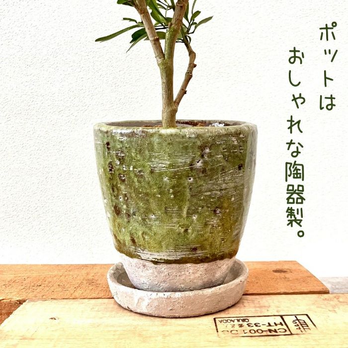 観葉植物現品販売