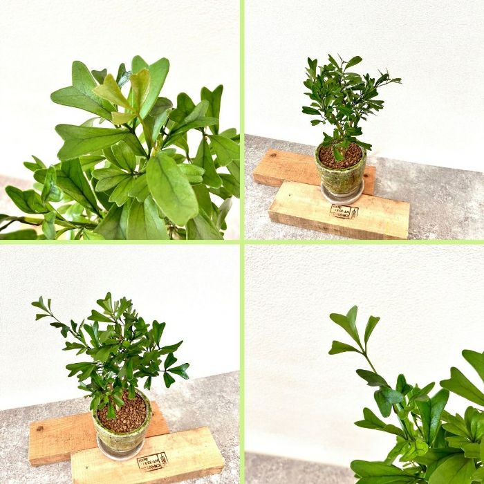 観葉植物現品販売