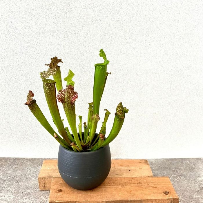 観葉植物現品販売