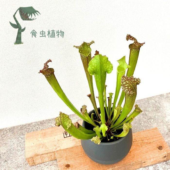 観葉植物現品販売
