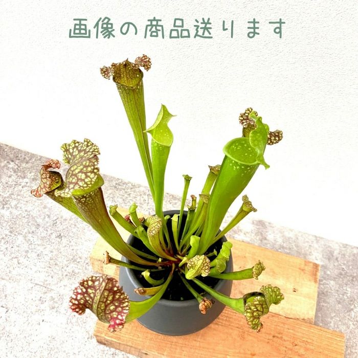 観葉植物現品販売