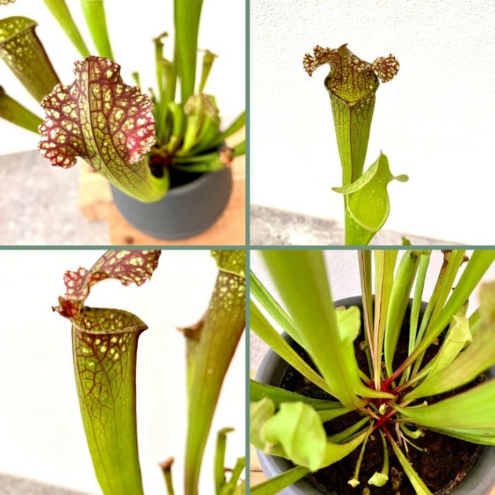 観葉植物現品販売