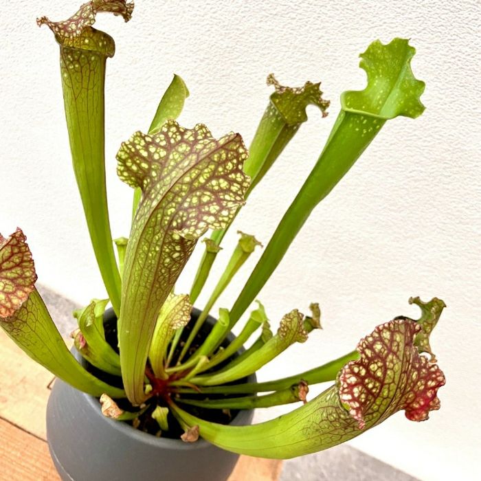 観葉植物現品販売