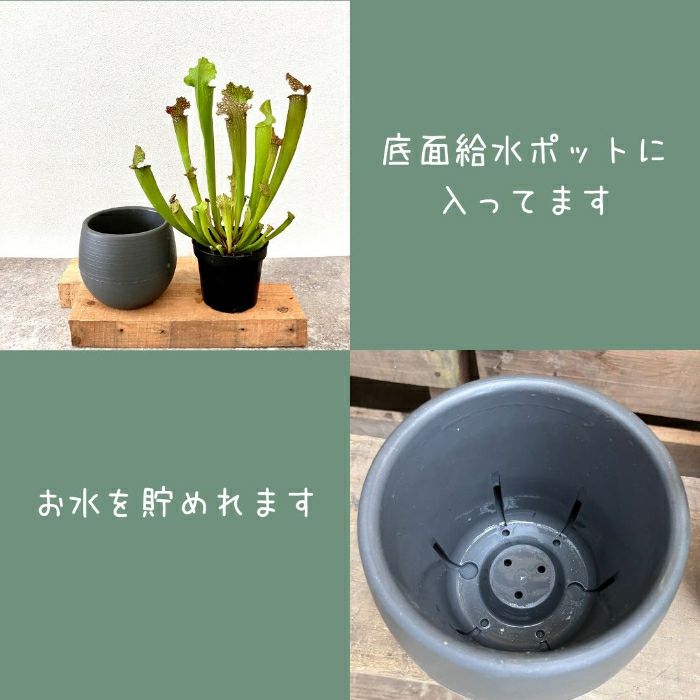 観葉植物現品販売