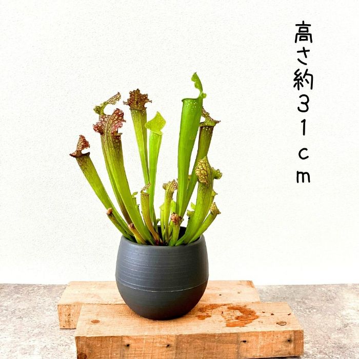 観葉植物現品販売