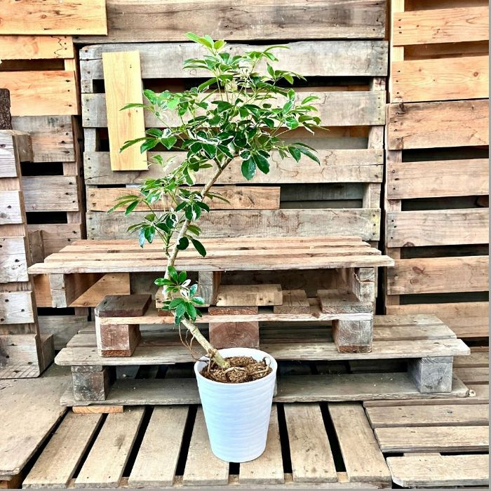 観葉植物現品販売