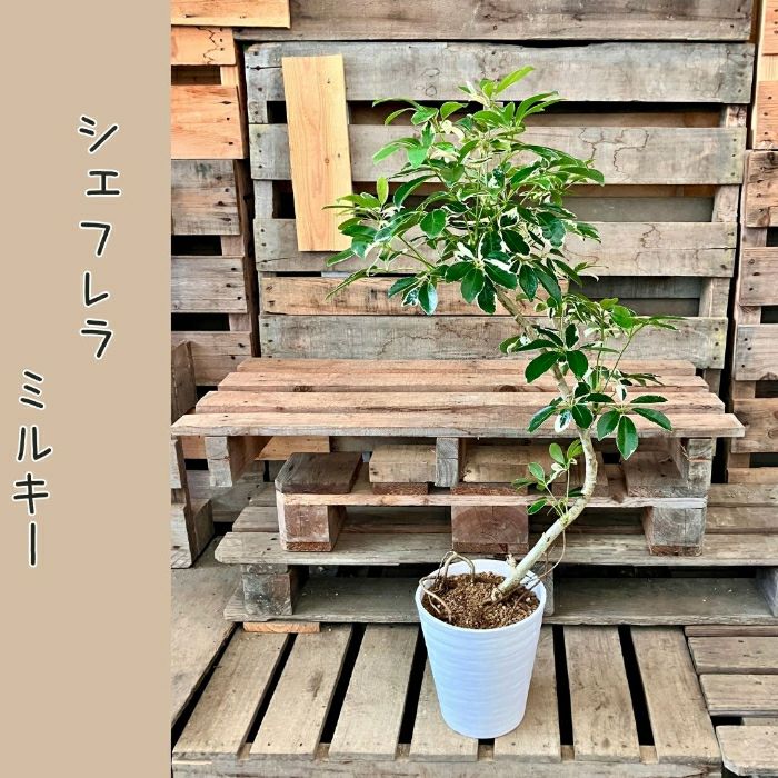 観葉植物現品販売