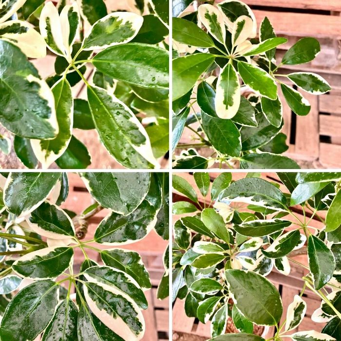 観葉植物現品販売