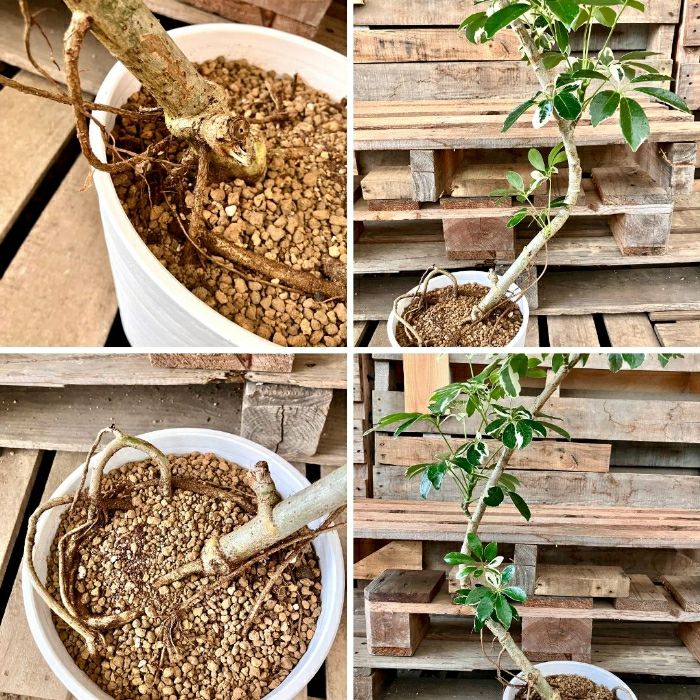 観葉植物現品販売