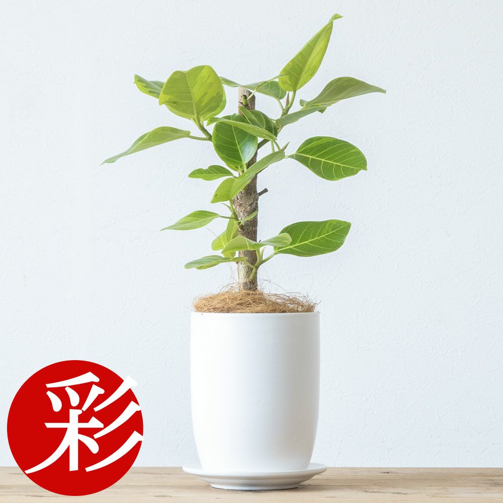観葉植物 フィカス・アルテシーマ マットホワイト ショートポット インテリア ミニ観葉植物 卓上 開店祝い 移転祝い お祝い 新築祝い 室内 オフィス ギフト プレゼント 母の日