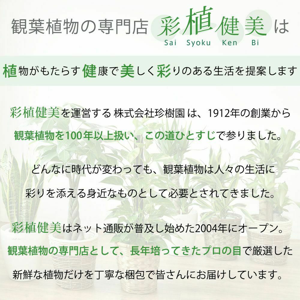 観葉植物 フィカス・アルテシーマ マットホワイト ショートポット インテリア ミニ観葉植物 卓上 開店祝い 移転祝い お祝い 新築祝い 室内 オフィス ギフト プレゼント 母の日