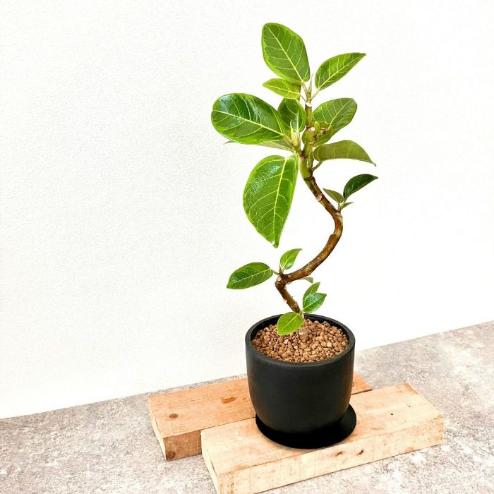 観葉植物現品販売