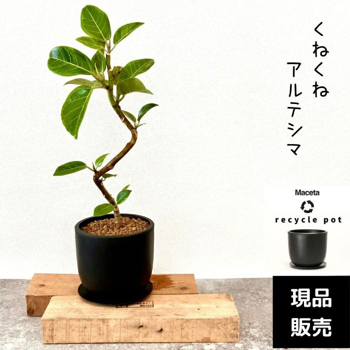 観葉植物現品販売