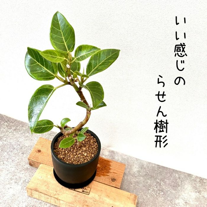 観葉植物現品販売