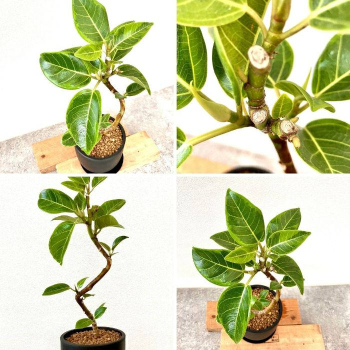 観葉植物現品販売