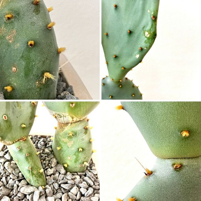 観葉植物現品販売