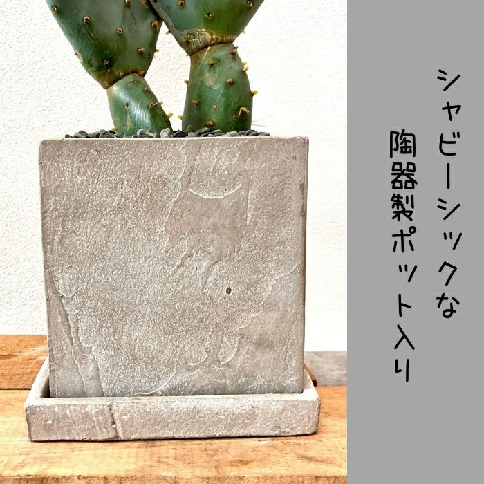 観葉植物現品販売