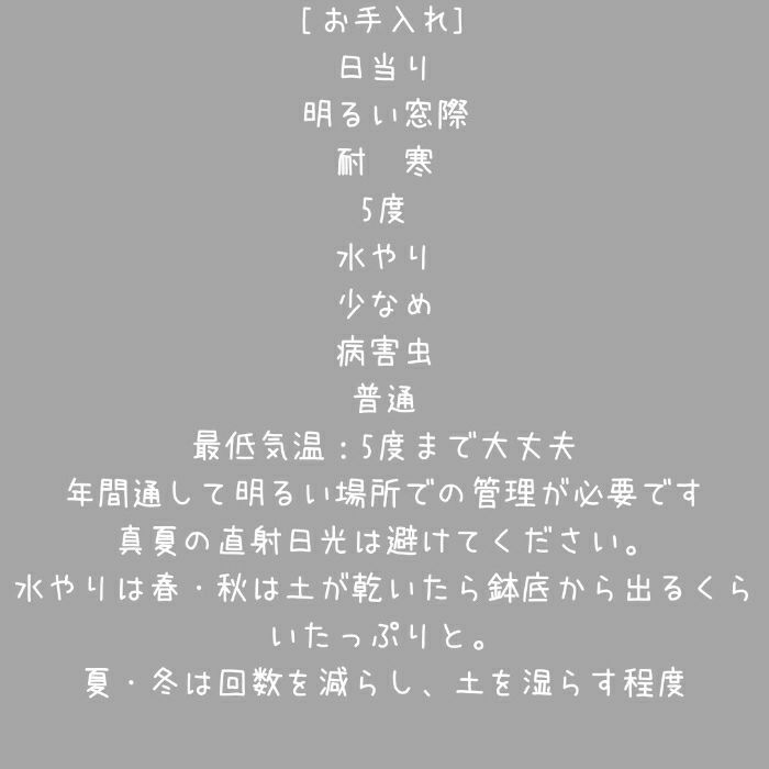 観葉植物現品販売