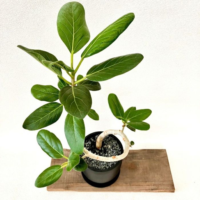 観葉植物現品販売