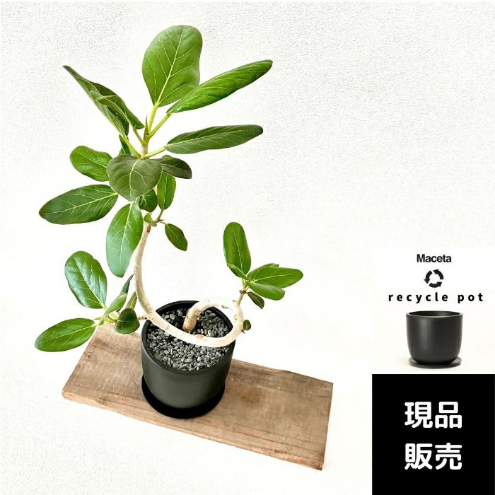 観葉植物現品販売