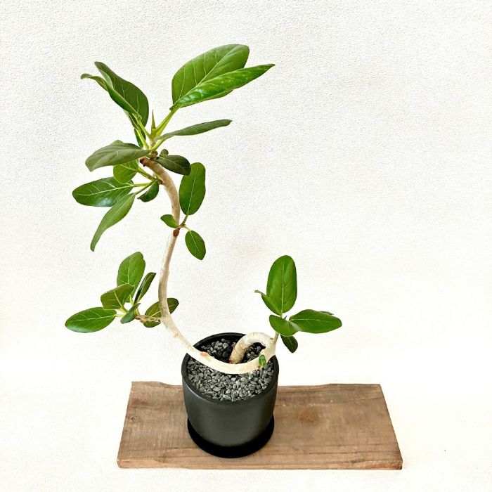 観葉植物現品販売