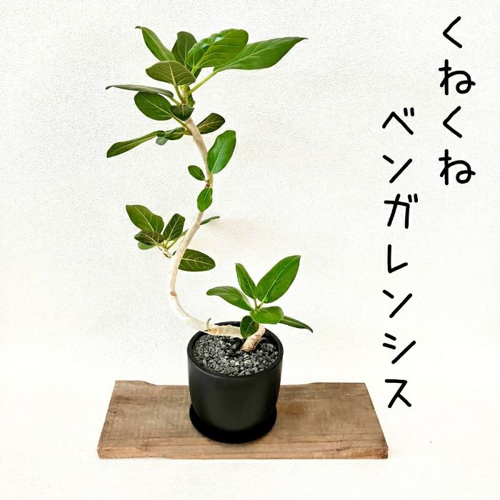 観葉植物現品販売
