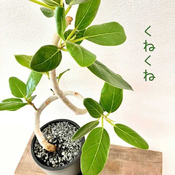 観葉植物現品販売