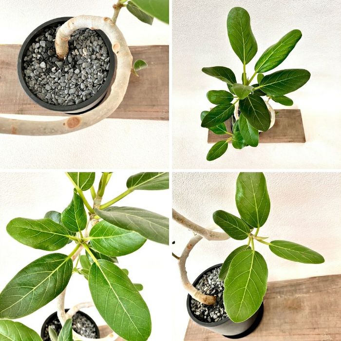 観葉植物現品販売