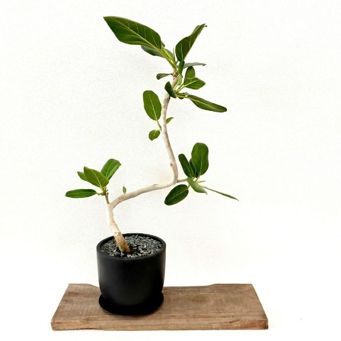 観葉植物現品販売