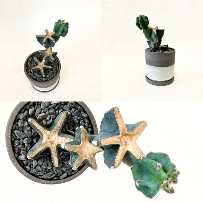 観葉植物現品販売