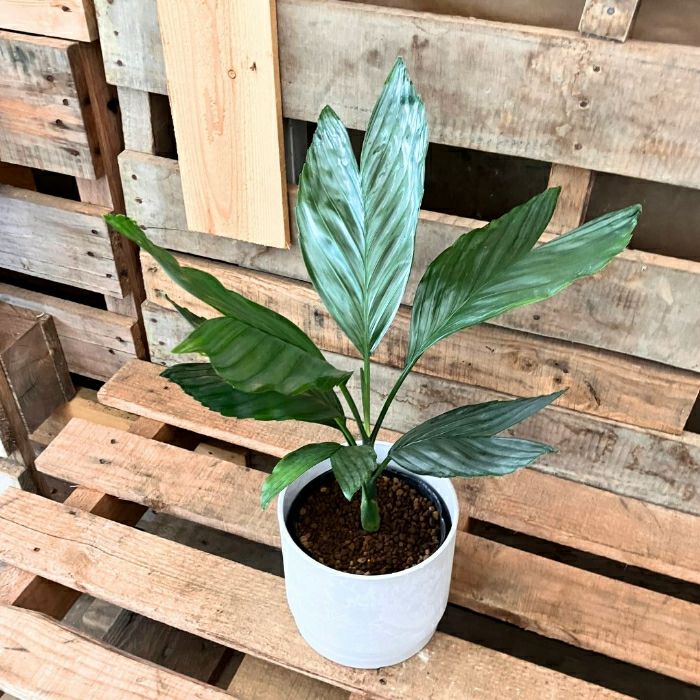 観葉植物現品販売