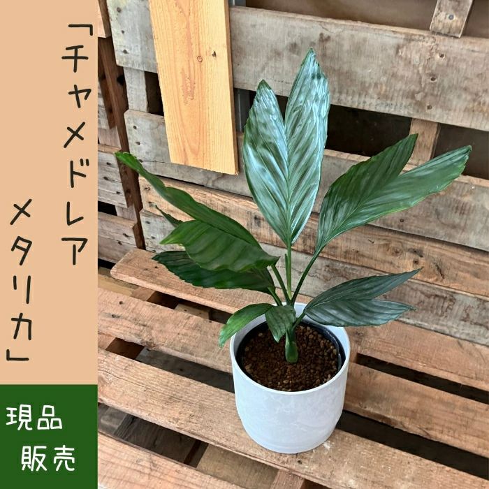 観葉植物現品販売