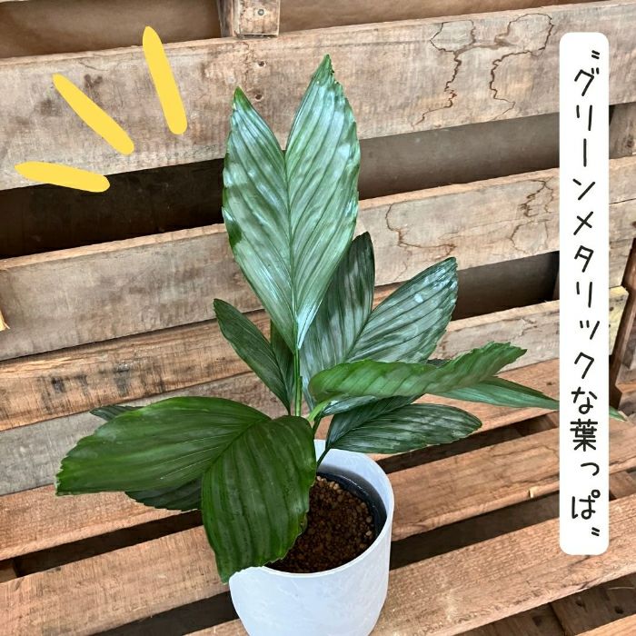 観葉植物現品販売